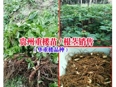 貴州重樓批發(fā)價(jià)格多少|(zhì)貴州重樓種植公司18216536586圖1