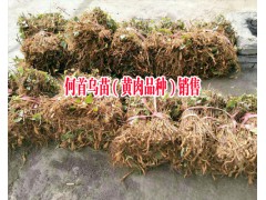 求購何首烏小苗找哪里|黃肉何首烏哪里有銷售|吳茱萸苗哪里的好圖3