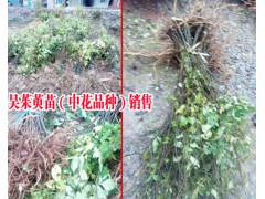 中花吳茱萸3年苗價格|吳茱萸價格多少一斤|黃精干貨多少錢一斤圖2