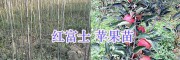 曲靖哪里果苗便宜？蜂糖李子苗價(jià)格/蘋(píng)果苗批發(fā)價(jià)