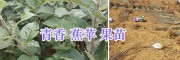 云南青香蕉蘋果苗-15125404188昭通華碩蘋果苗批發(fā)