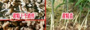 干黃精銷售價(jià)格-貴州雞頭姜形黃精&黃精種莖批發(fā)