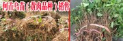 貴州哪里有何首烏苗？何首烏（黃肉品種）苗價(jià)格