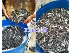 四川叉尾魚苗/丁桂魚苗-中花胭脂魚銷售-支持全國物流圖1