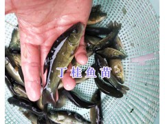 烏魚苗批發(fā)-四川鱘魚苗價格_市場四川青魚苗供應(yīng)圖2