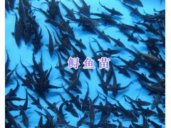 烏魚苗價格-四川鱘魚苗批發(fā)_云南青魚苗供應(yīng)圖2