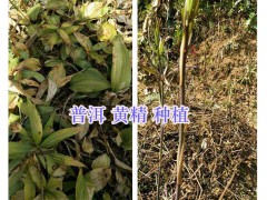 普洱滇黃精種植基地：滇黃精苗上市供應(yīng)-物流完善圖1