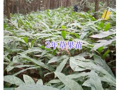 草果地袋苗/文山草果2年苗_云南草果苗供應信息圖2