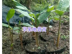 草果地袋苗/文山草果2年苗_云南草果苗供應信息圖1