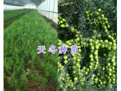 大理白芨成品出售-劍川紫花白芨種植基地15894559566圖3