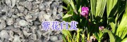 2018年紫花白芨供應商—大理劍川潤滇中藥材種植有限公司