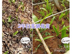 玉溪梁王茶苗出售、2年馴化白芨苗—玉溪藥材種苗供應(yīng)圖2