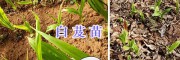 云南白芨組培苗、玉溪2年白芨馴化苗