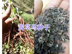 黃草烏種苗批發(fā)-麗江草烏種子銷售圖2