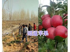 昭陽(yáng)區(qū)紅富士種植合作社-昭通紅富士苗品種_云南紅富士樹(shù)苗圖2