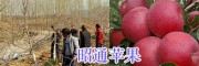 昭通蘋果苗銷售合作社#昭通蘋果采摘基地