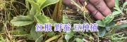 云南紅根野蠶豆銷售：普洱紅根野蠶豆苗(種子)批發(fā)