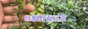 紅根野蠶豆苗批發(fā)-普洱市江城縣曲水鎮(zhèn)中草藥基地