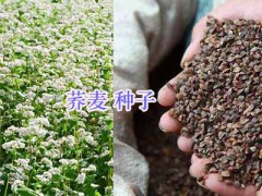 云貴川牧草種子批發(fā)-牧場牧草種子銷售圖2