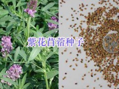 云貴川牧草種子批發(fā)-牧場牧草種子銷售圖3