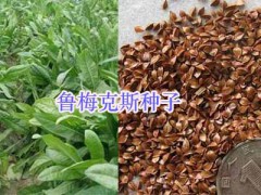 優(yōu)質(zhì)牧草紫花苜蓿、蕎麥種子批發(fā)，紫云英-蘇丹草圖3