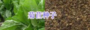 四季牧草種子批發(fā)#高產(chǎn)牧草種子-養(yǎng)牛牧草種子