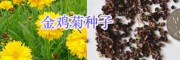 綠化花海設(shè)計(jì)/草花種子銷售大全-園林綠化鮮花種子