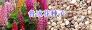 西南華南綠化鮮花種出售：美女櫻/蒲公英/千屈菜種子-牽?；?/></a></div></td>
<td width=