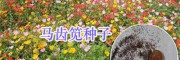 綠化花草種子天人菊、萬(wàn)壽菊&五彩石竹、勿忘我種子供應(yīng)