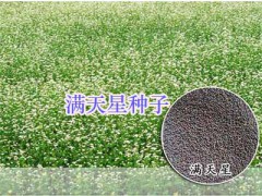 四川綠化小麗花、秀秋菊-薰衣草#野花組合種子-野菊花種子圖2