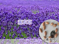 四川綠化小麗花、秀秋菊-薰衣草#野花組合種子-野菊花種子圖3