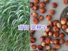 宿遷牧草種子批發(fā)-高產(chǎn)牧草種類-江蘇園林工程設(shè)計施工圖1