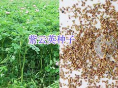 宿遷牧草種子批發(fā)-高產(chǎn)牧草種類-江蘇園林工程設(shè)計施工圖3