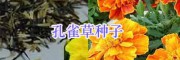 園林綠化（草花種子銷售）施工設(shè)計(jì)