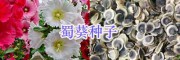 江蘇牧草種子價(jià)格、草坪種子批發(fā)_宿遷綠化花草種子