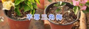 宜良紅三角梅（九重葛盆栽批發(fā)15825265652昆明三角花