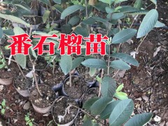 芒果樹苗品種#柑桔苗#桃苗#妃子笑荔枝苗木場%圖3