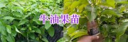 牛油果苗栽培技術-云南橡膠苗、廣西牛油果種苗