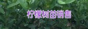 適合廣西、云南種植的香水檸檬/三紅蜜柚苗批發(fā)價(jià)