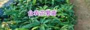 哪里出售臺(tái)農(nóng)芒果苗？云南廣西芒果種子-13118971608