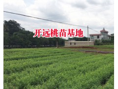 適合西南種植的冬桃苗@冬桃在哪里種植_現(xiàn)場(chǎng)取冬桃苗圖片圖2