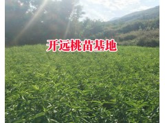 云南冬桃種植技術&冬桃樹苗基地價格圖2