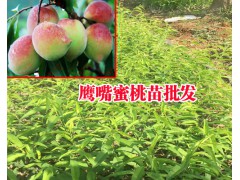 云南冬桃種植技術&冬桃樹苗基地價格圖3