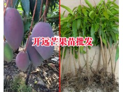 芒果樹苗怎么種問云南開遠(yuǎn)水果苗圃圖2