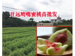 冬桃苗#貴州冬桃苗圖片_云南紅河冬桃苗直銷基地圖1