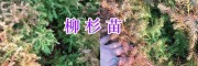 柳杉苗批發(fā)價(jià)咨詢/曲靖柳杉苗出售