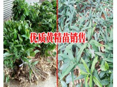 云南哪有滇黃精小苗_今年黃精的種植方法_云南新鮮黃精價格圖2