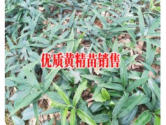 滇黃精種苗鮮貨-滇黃精苗種植方法—云南曲靖滇黃精供應(yīng)圖2