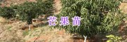 紅河州四季芒果實(shí)生苗&元陽芒果嫁接苗