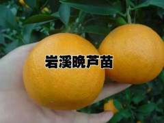 "云南”求購直通園+求購果樹苗木找哪里？圖3